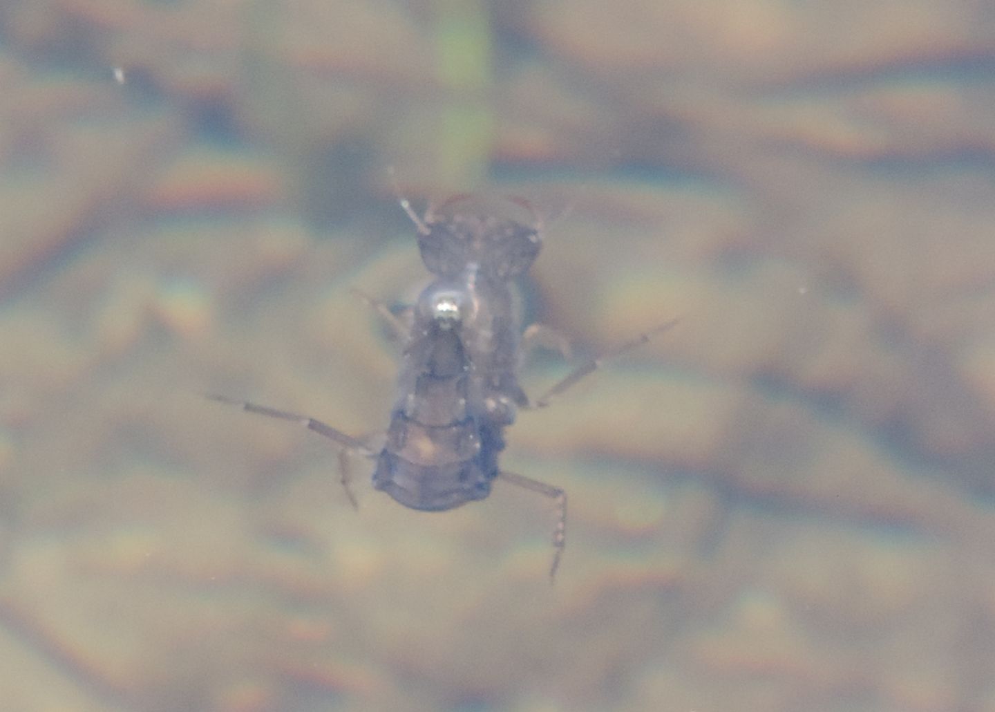 Larva di Dytiscus (ad alta quota)  da id.