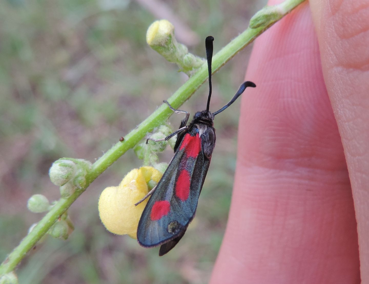 Zygaena sarpedon?  S !