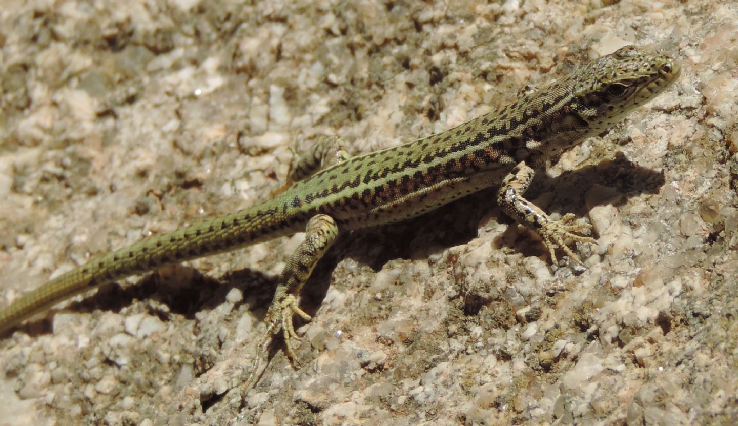 Podarcis virescens
