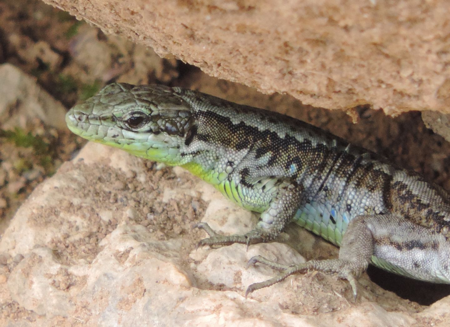 Iberolacerta monticola a confronto con Podarcis (muralis?)