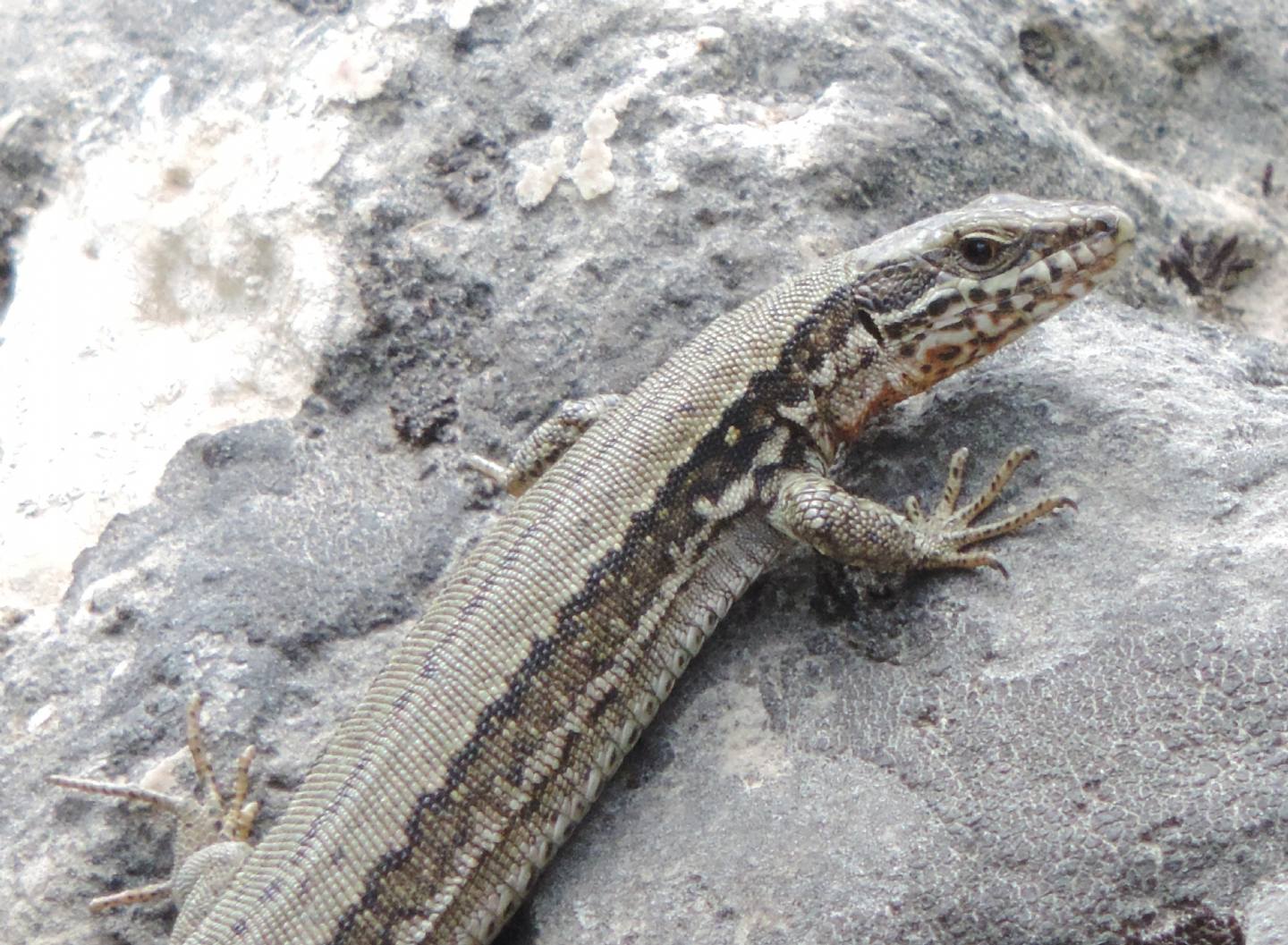 Iberolacerta monticola a confronto con Podarcis (muralis?)