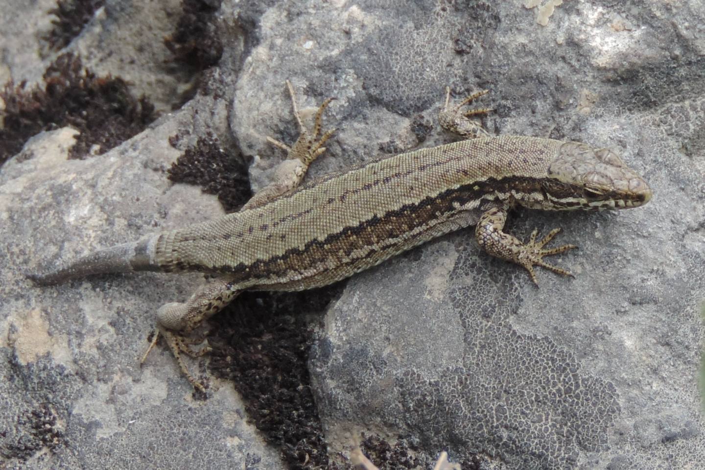 Iberolacerta monticola a confronto con Podarcis (muralis?)