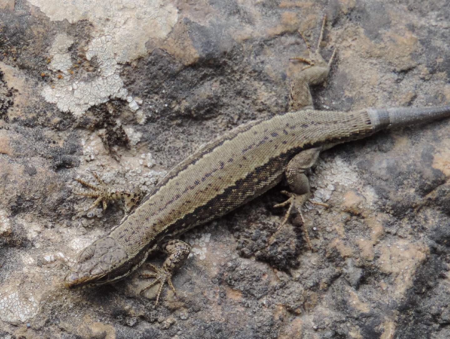 Iberolacerta monticola a confronto con Podarcis (muralis?)