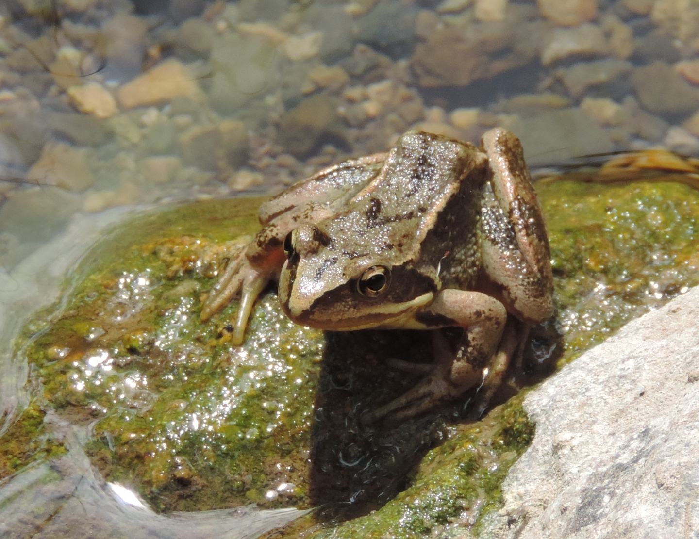 Rana spagnola: Rana temporaria parvipalmata