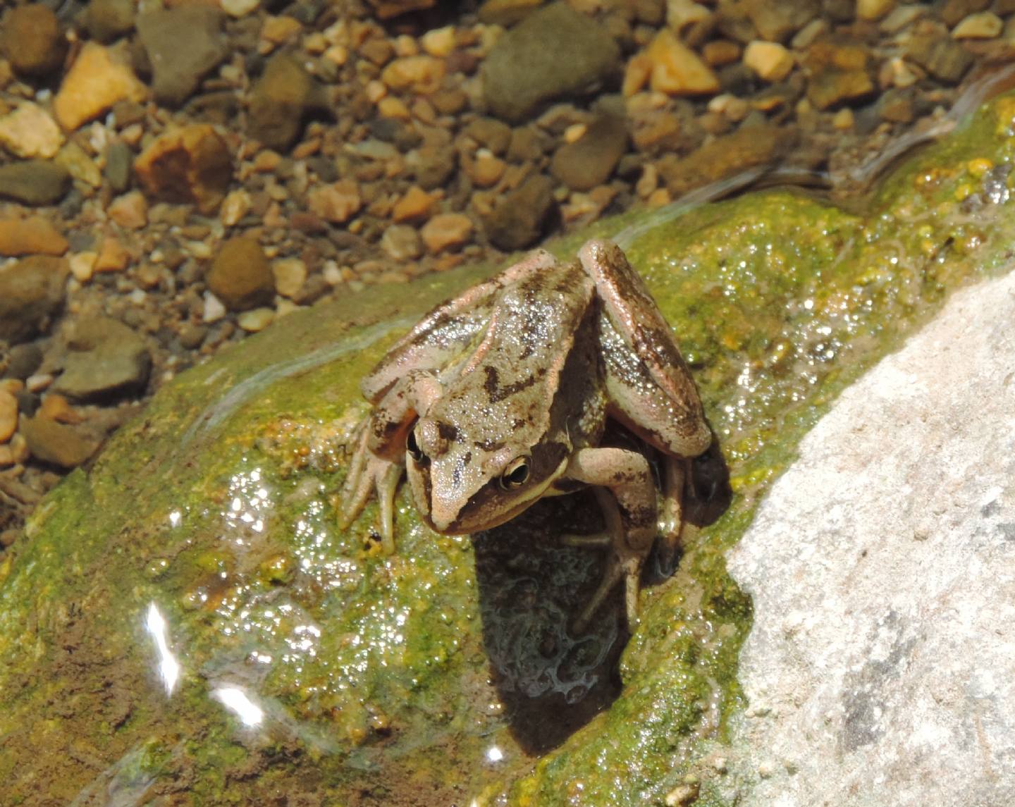 Rana spagnola: Rana temporaria parvipalmata