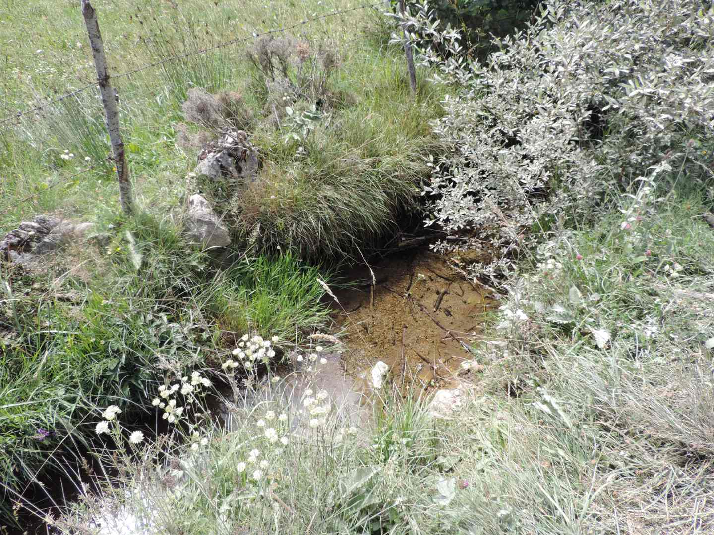 Rana spagnola: Rana temporaria parvipalmata