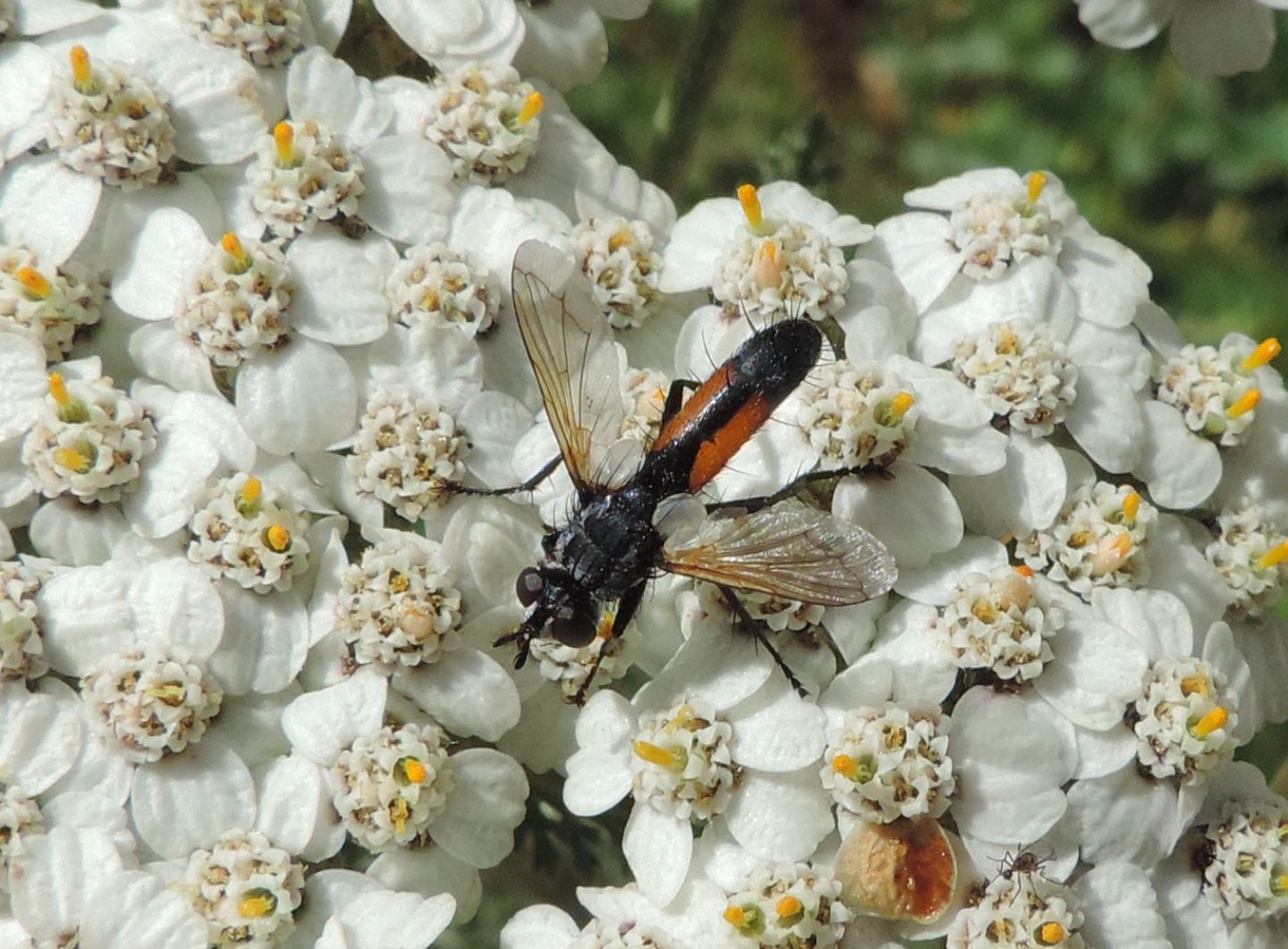 Cylindromyia iberica: Cylindromyia cfr. auriceps, femmina