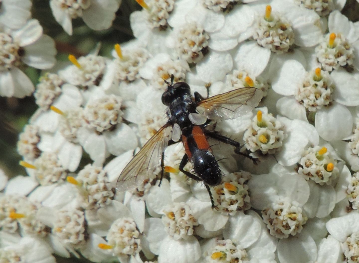 Cylindromyia iberica: Cylindromyia cfr. auriceps, femmina