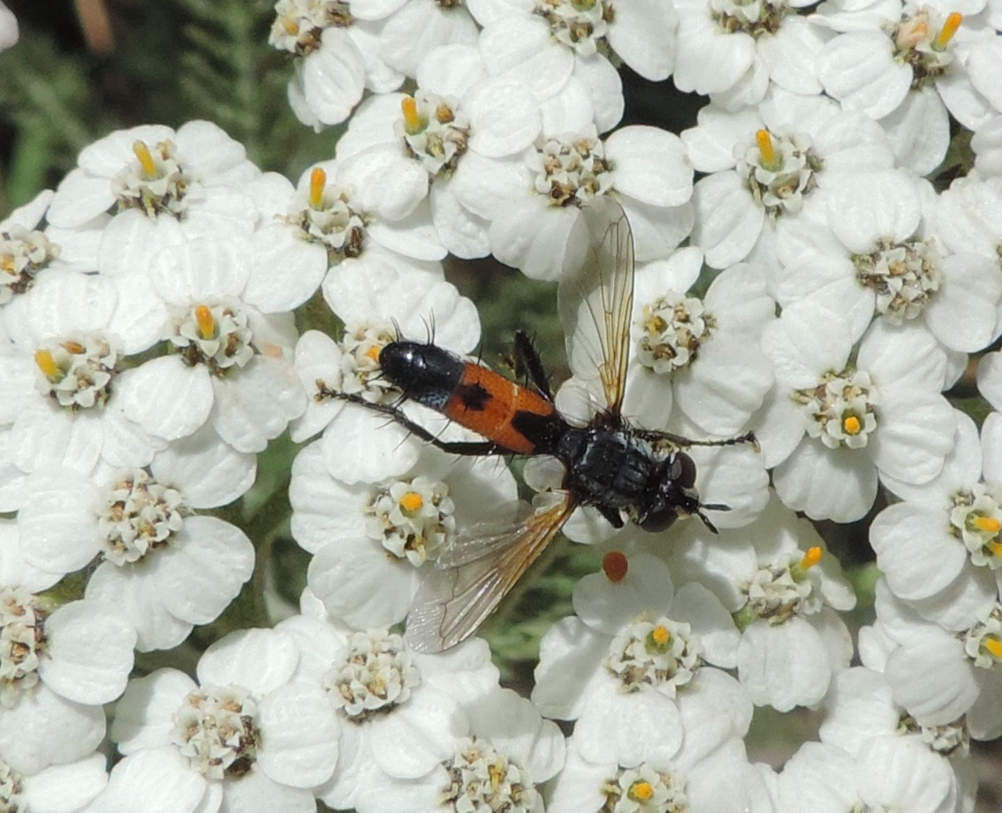 Cylindromyia iberica: Cylindromyia cfr. auriceps, femmina