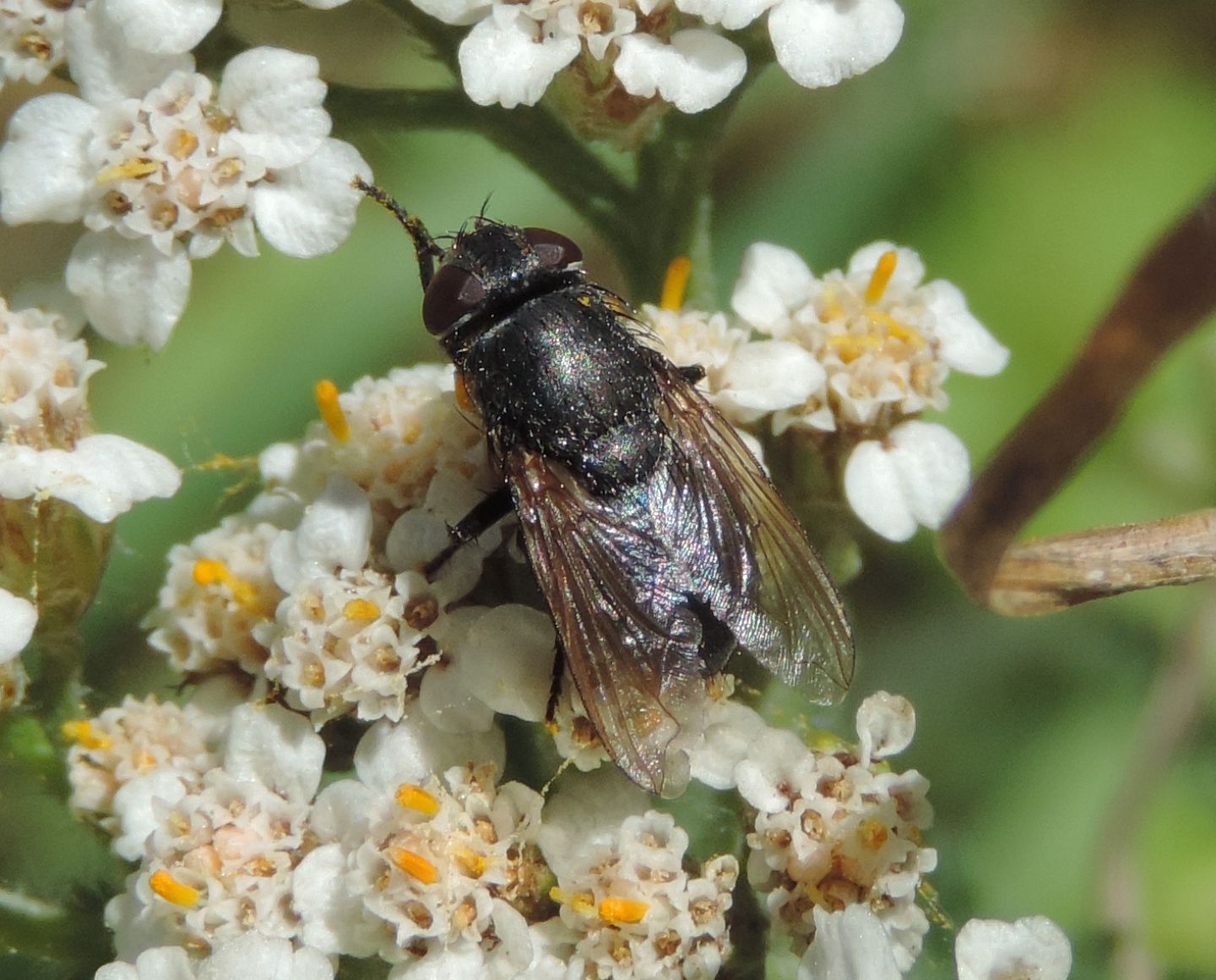 Pollenia sp. femmina (Calliphoridae)