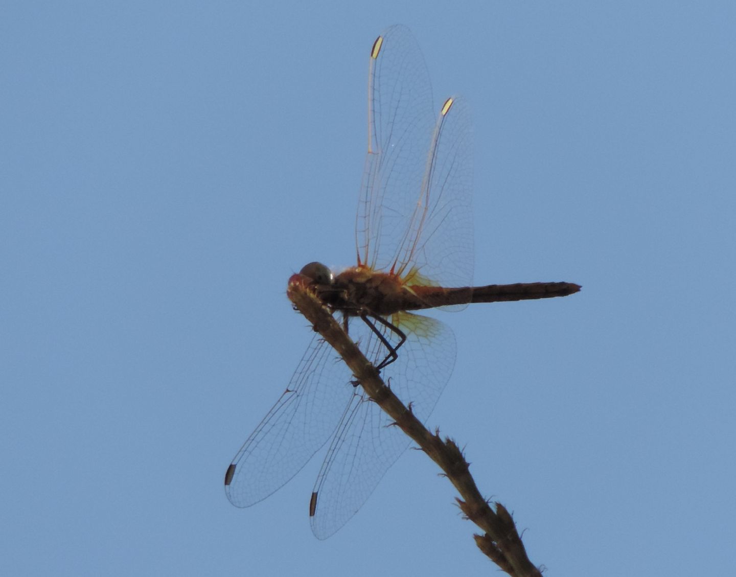 Sympetrum spagnolo: Sympetrum fonscolombii