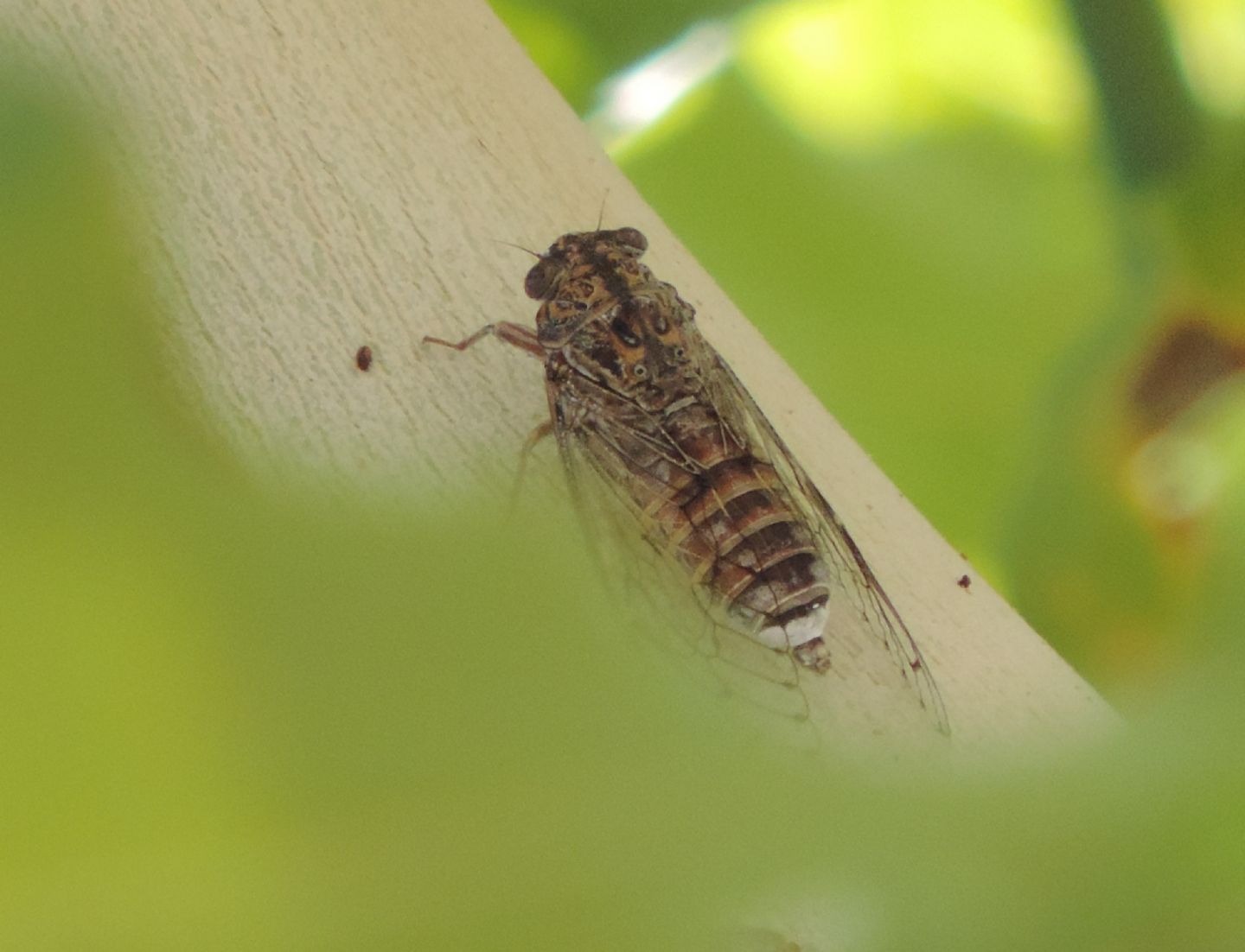 Cicada barbara lusitanica?  S !