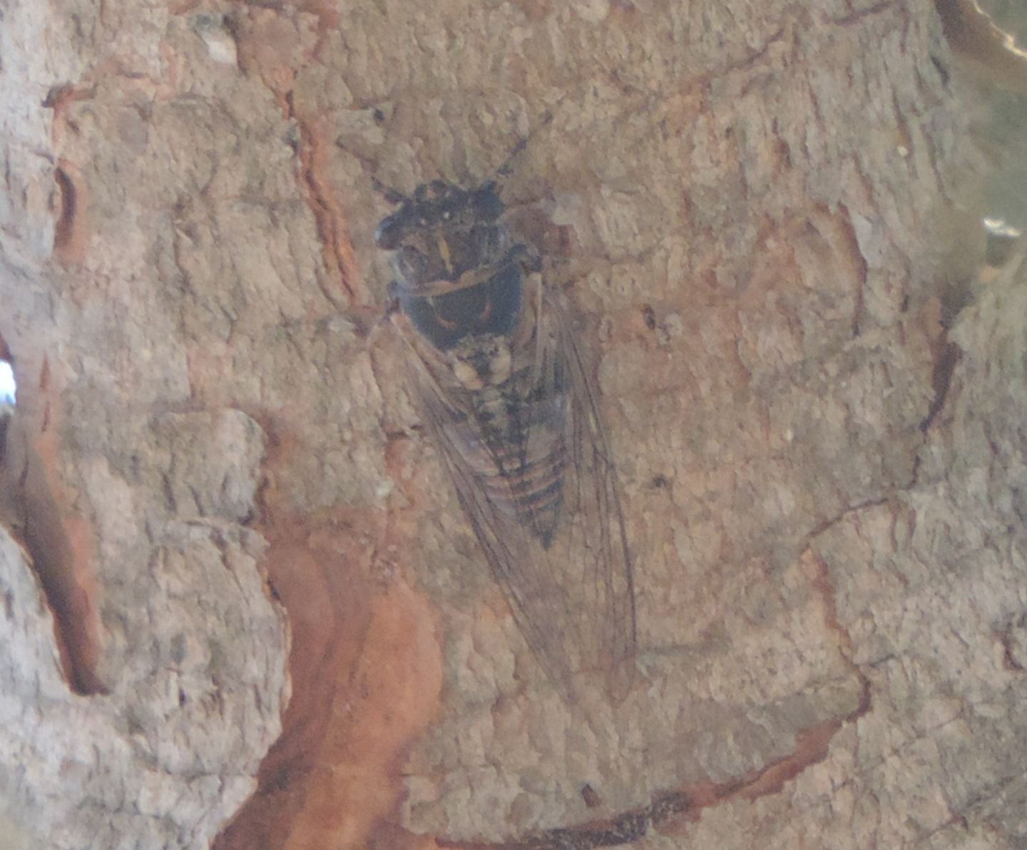 Cicadomorpha Cicadidae:  Tettigettalna argentata