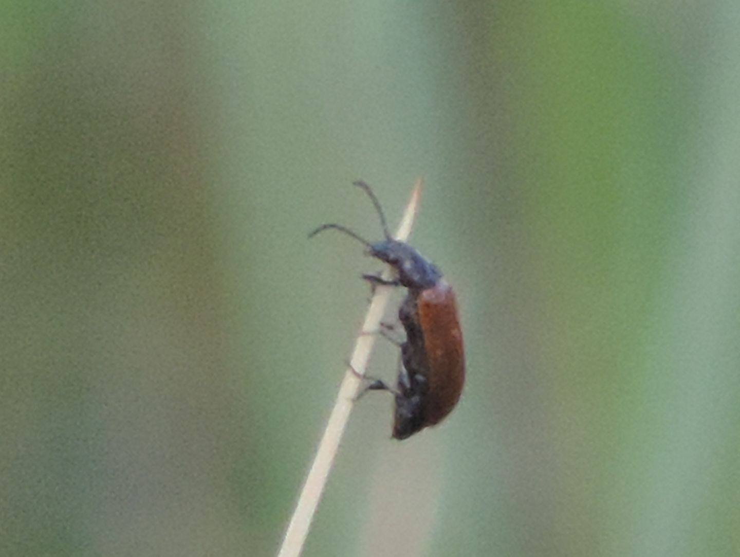 Tenebrionidae: Isomira? Forse Omophlus sp.