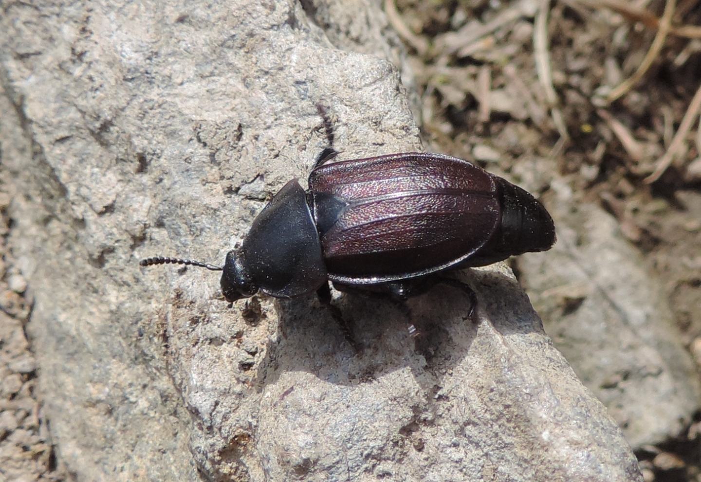 Silphidae: Silpha cfr. tyrolensis