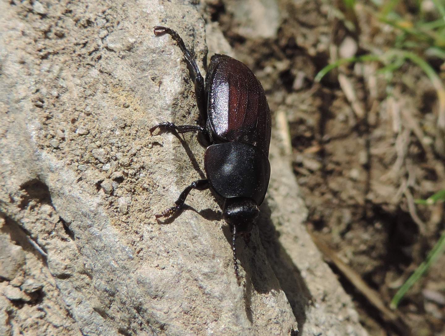 Silphidae: Silpha cfr. tyrolensis