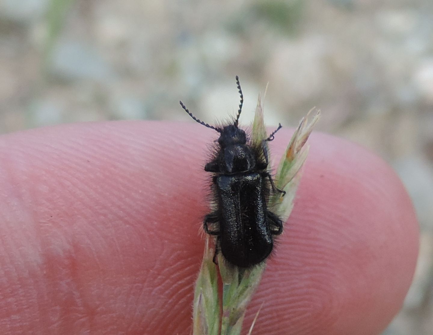 Dasytidae: Enicopus ater o pilosus?  Enicopus pilosus