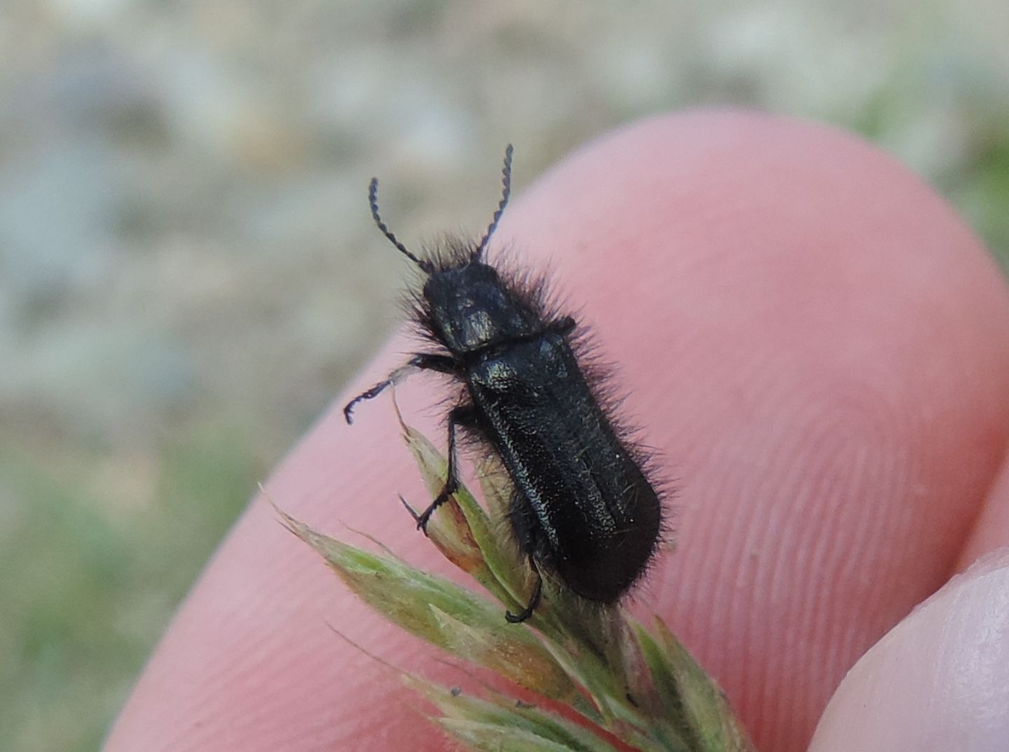 Dasytidae: Enicopus ater o pilosus?  Enicopus pilosus