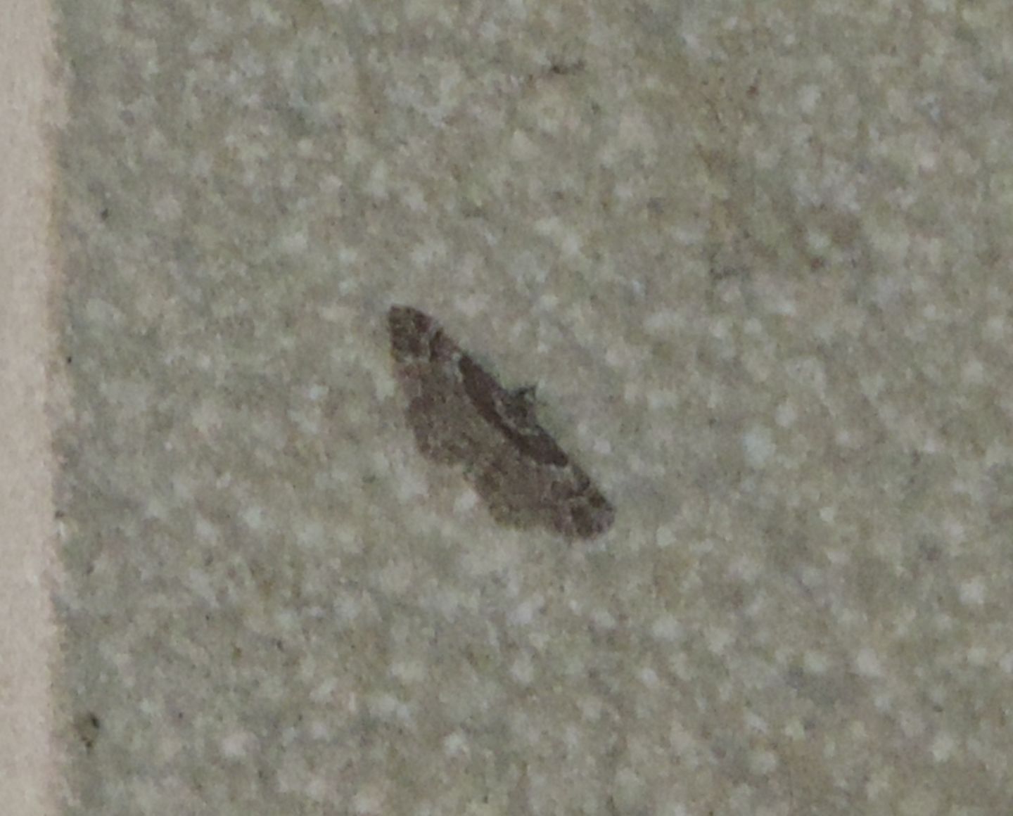 Farfalla basca: Gymnoscelis rufifasciata (Geometridae)