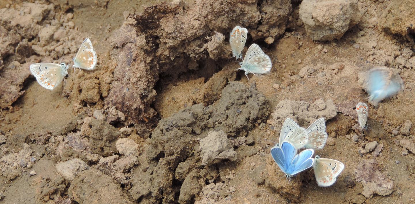 Assembramento cantabrico