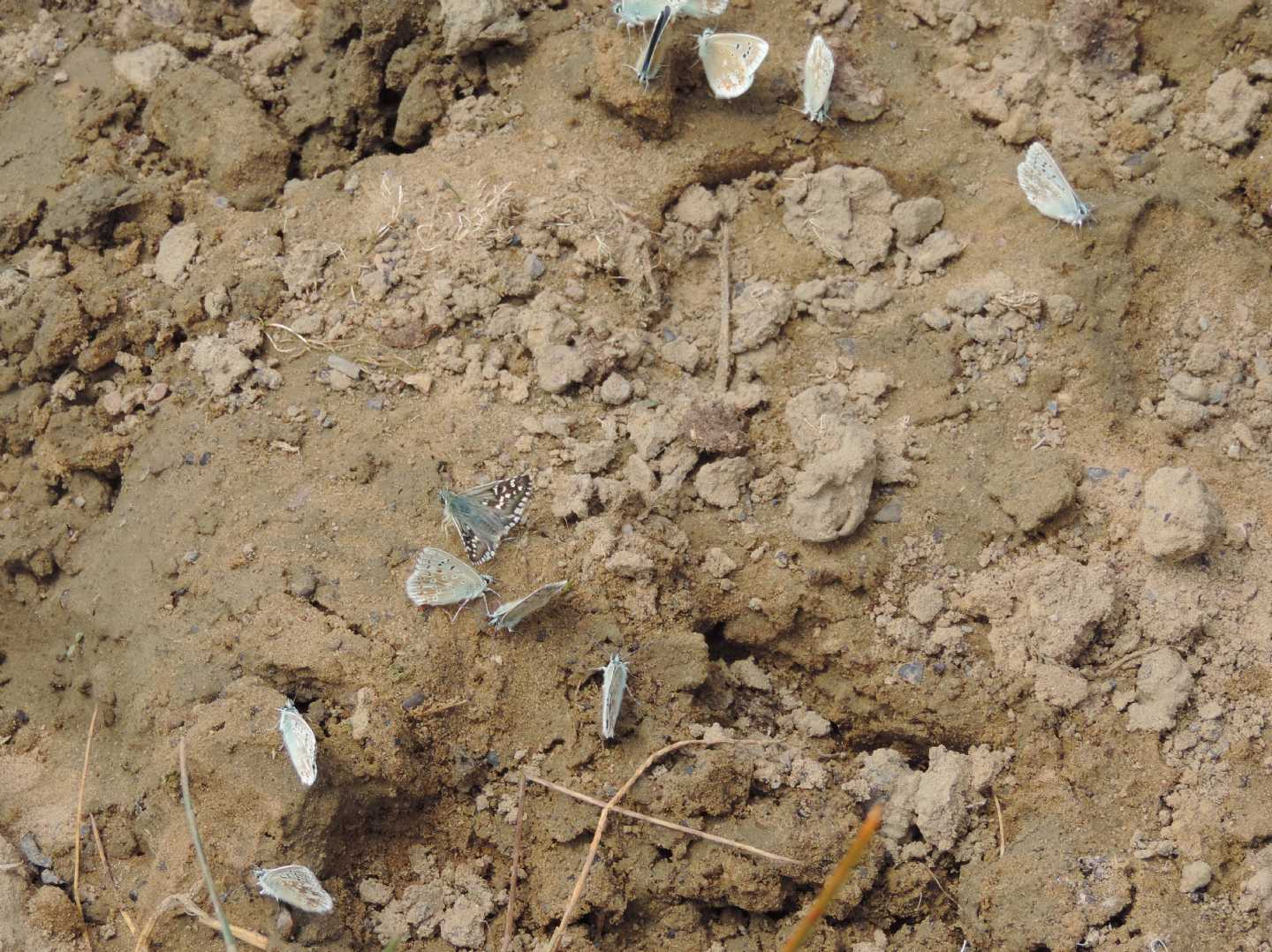 Assembramento cantabrico