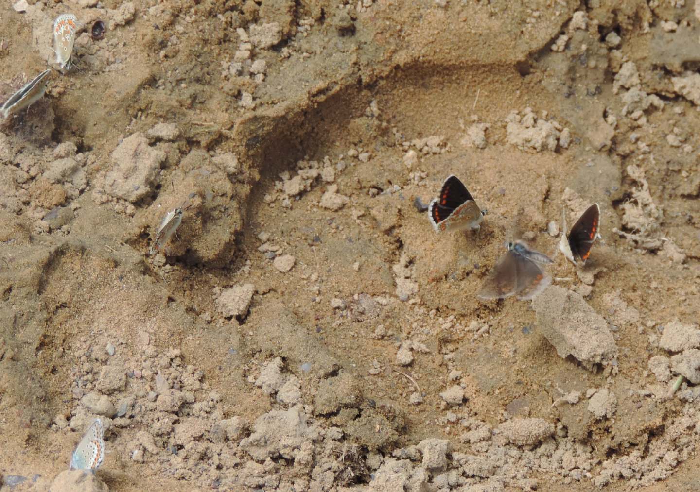 Assembramento cantabrico