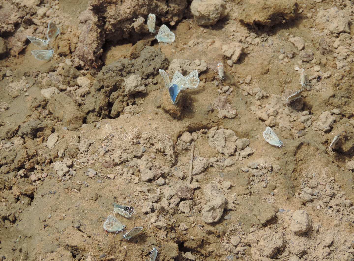 Assembramento cantabrico