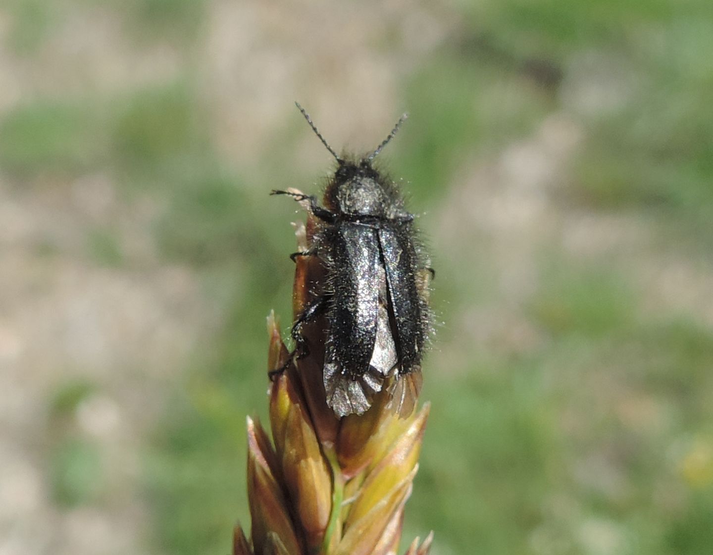 Dasytidae: Enicopus ater o pilosus?  Enicopus pilosus