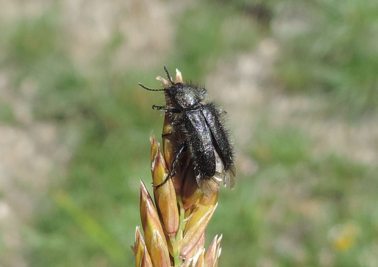 Dasytidae: Enicopus ater o pilosus?  Enicopus pilosus