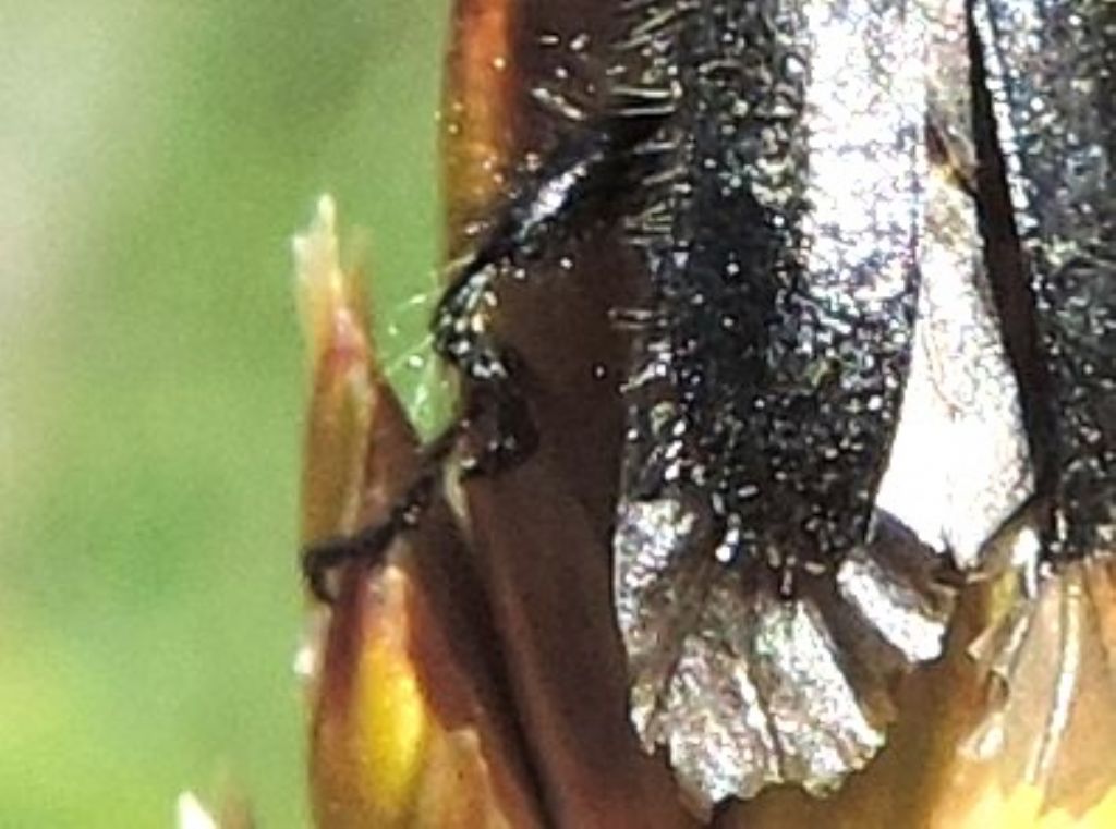 Dasytidae: Enicopus ater o pilosus?  Enicopus pilosus