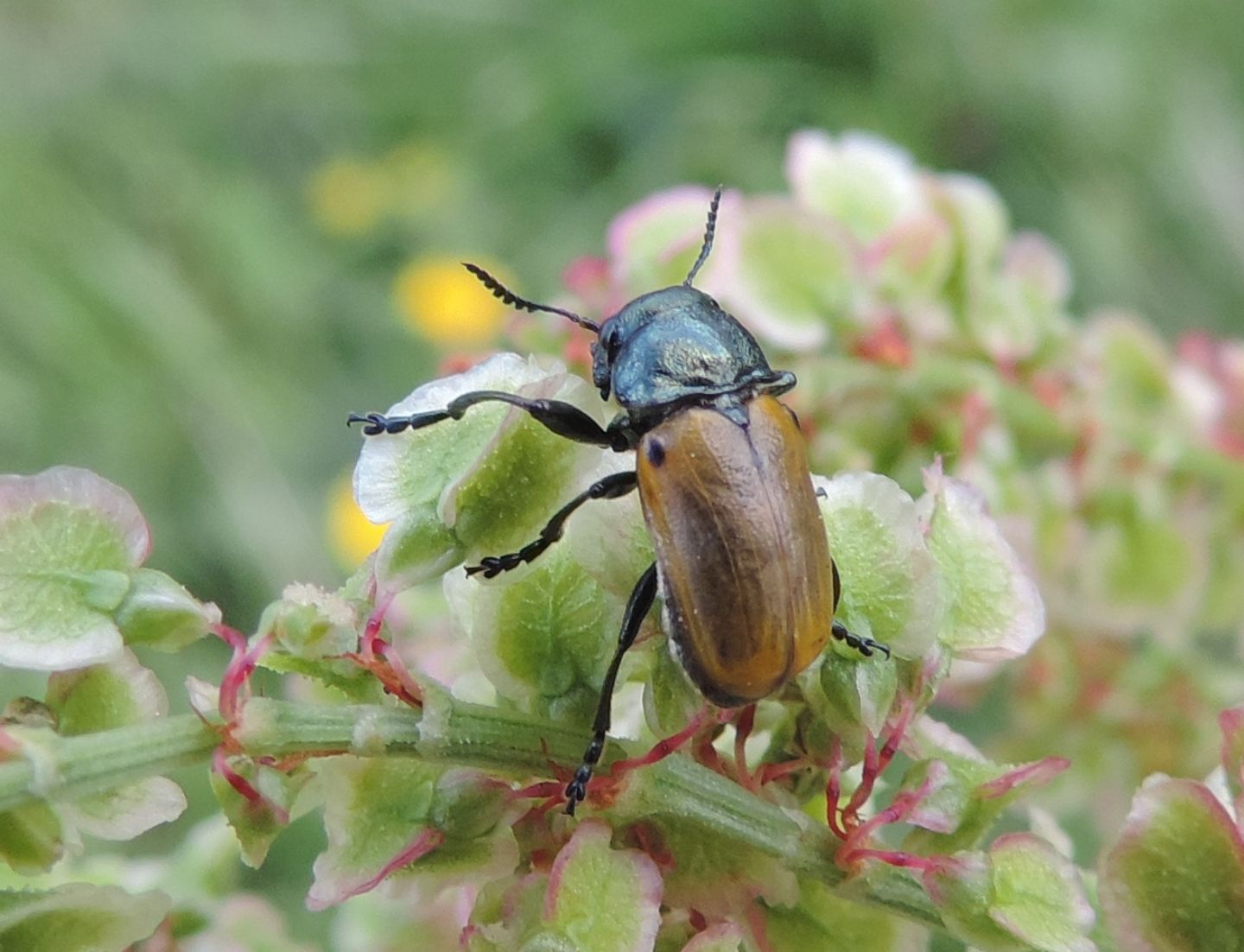 Chrysomelidae: maschio di  Labidostomis cfr. longimana