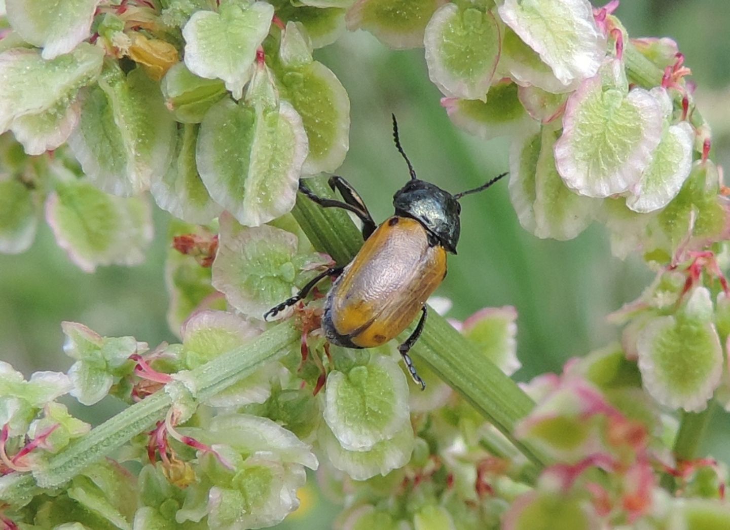 Chrysomelidae: maschio di  Labidostomis cfr. longimana
