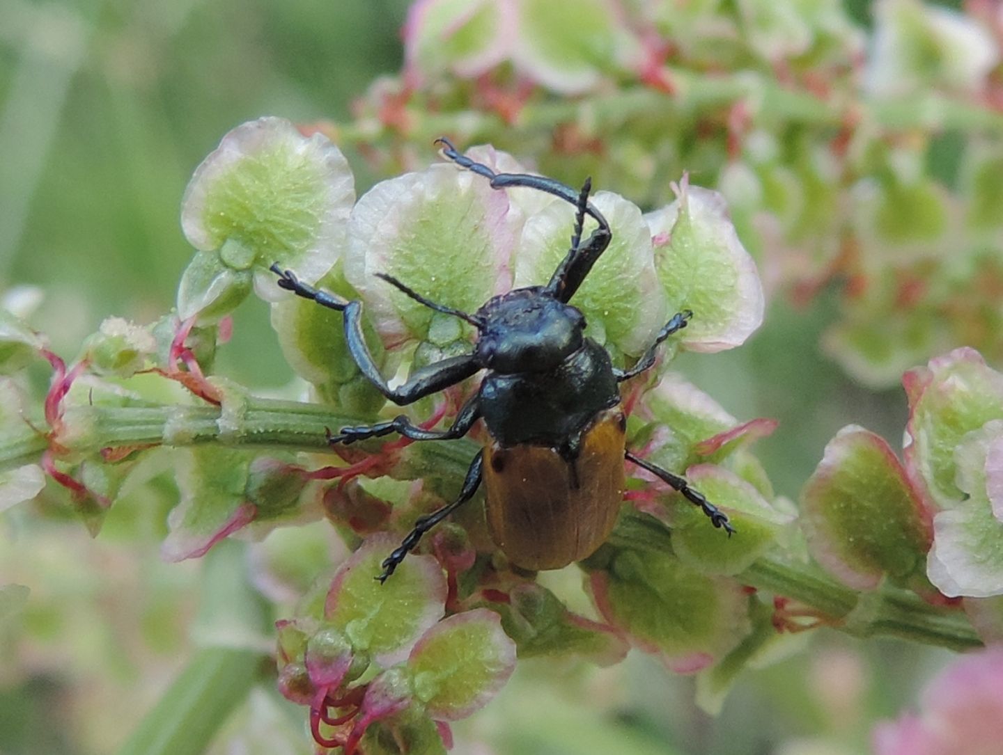 Chrysomelidae: maschio di  Labidostomis cfr. longimana