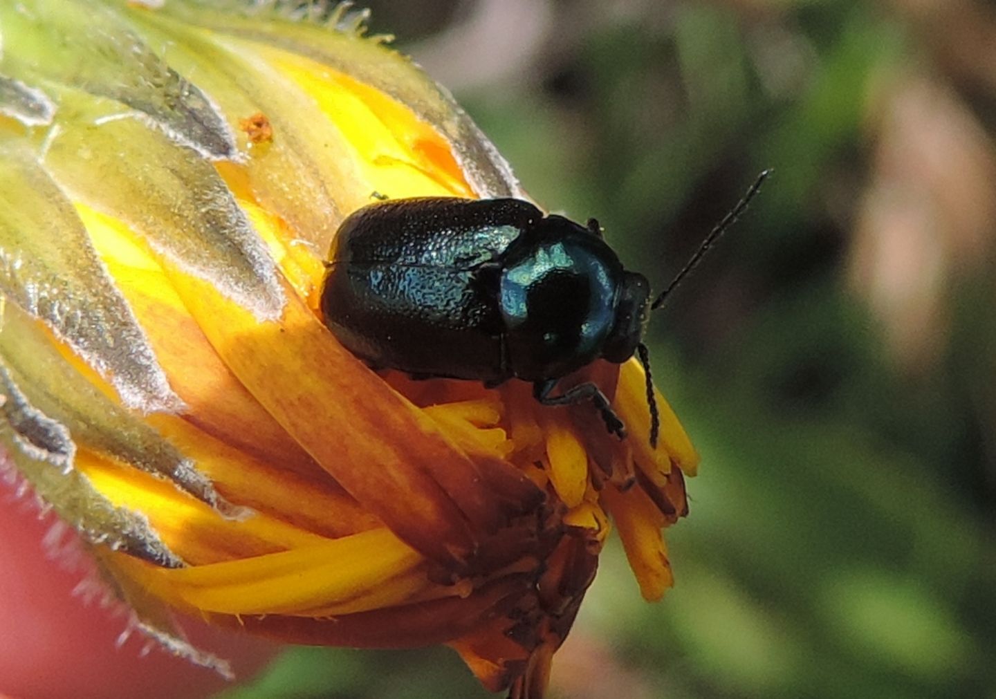 Chrysomelidae: Cryptocephalus violaceus  scaffaiolus