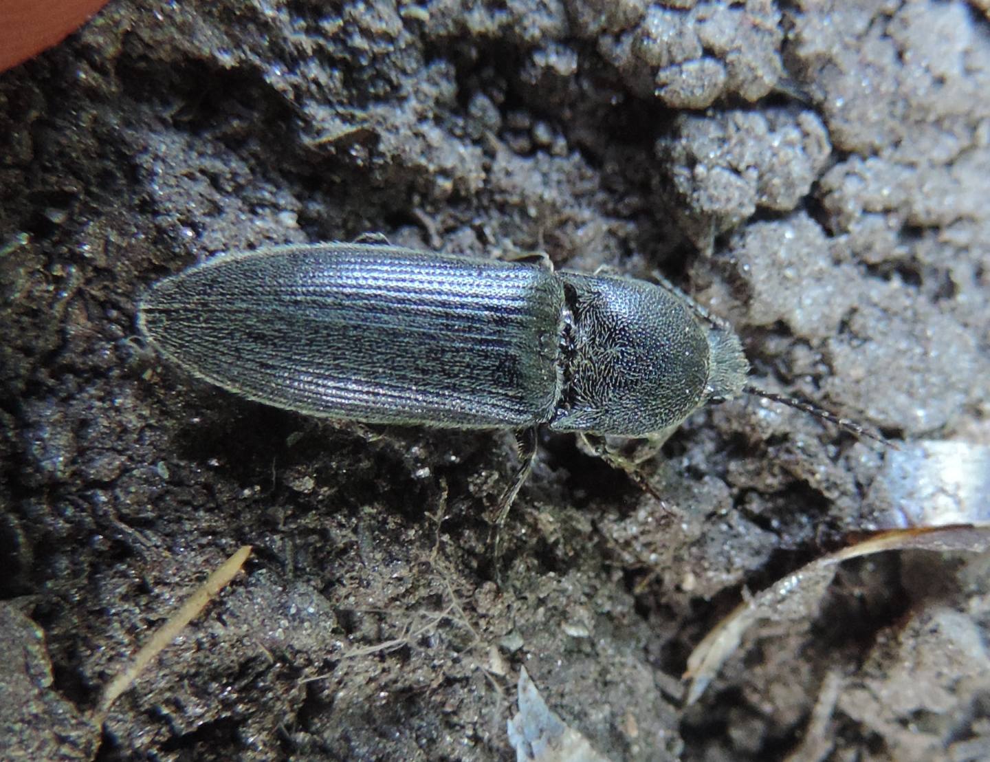 Elateridae: Melanotus sp.? S.