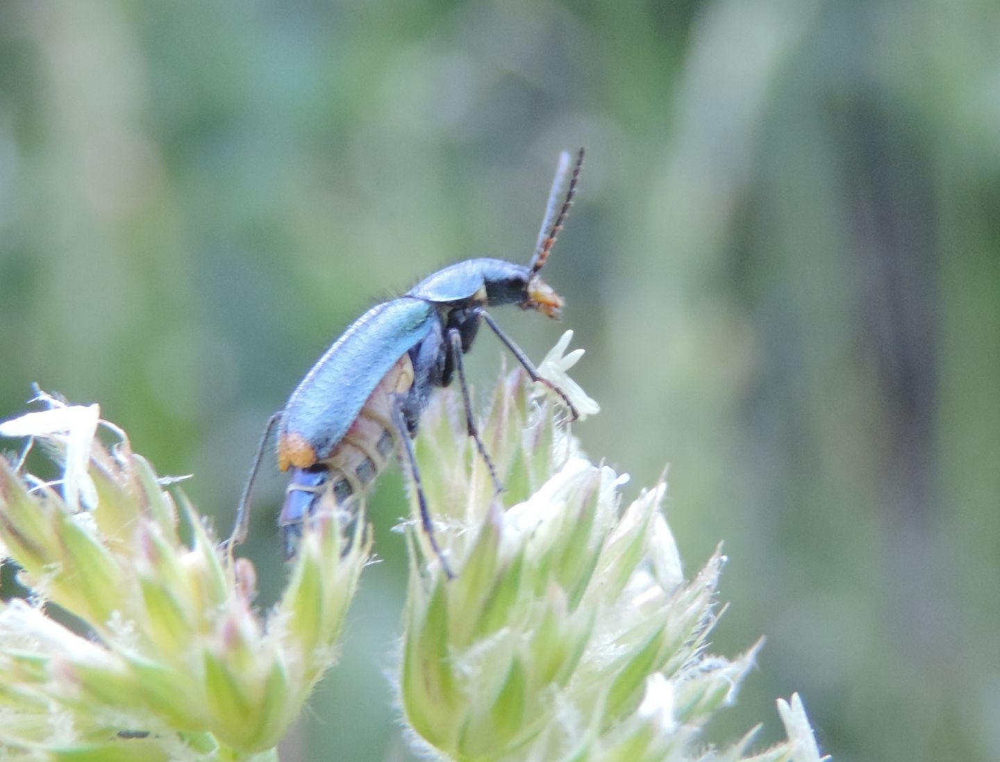 Malachiidae:  Clanoptilus sp., femmine