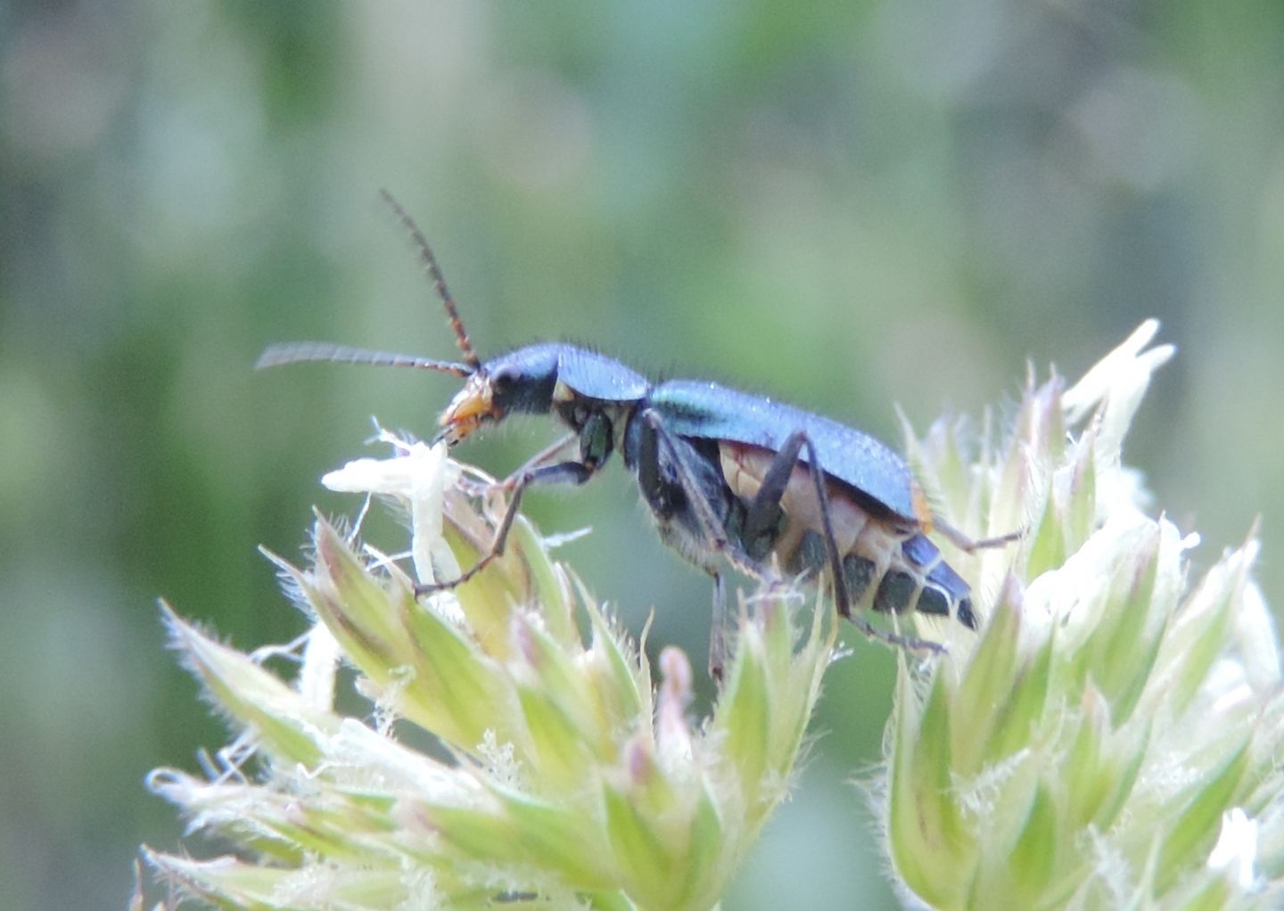Malachiidae:  Clanoptilus sp., femmine