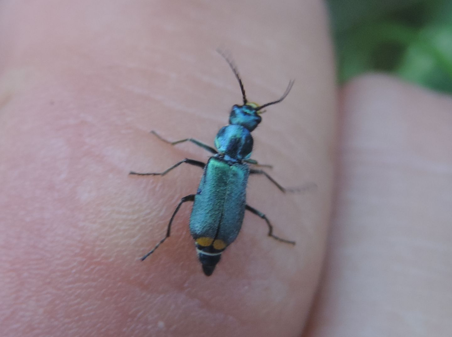 Malachiidae:  Clanoptilus sp., femmine