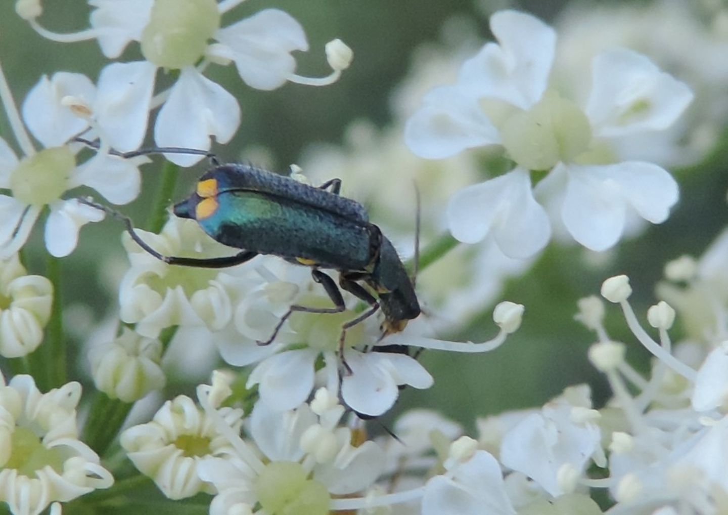 Malachiidae:  Clanoptilus sp., femmine