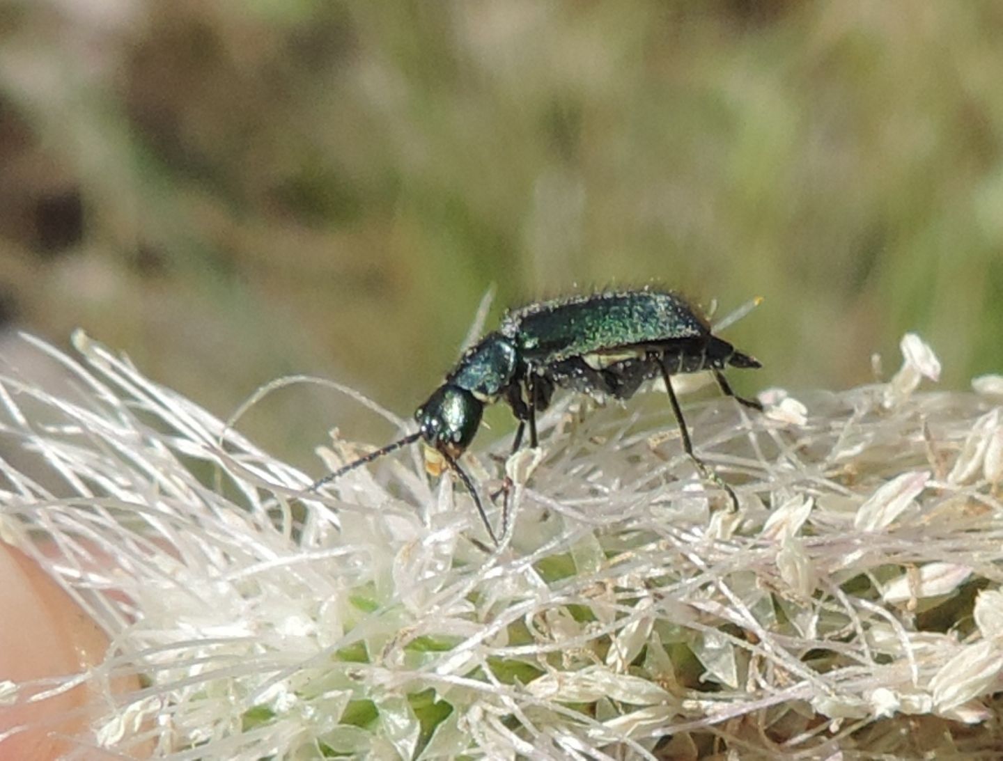Malachiidae:  Clanoptilus sp., femmine