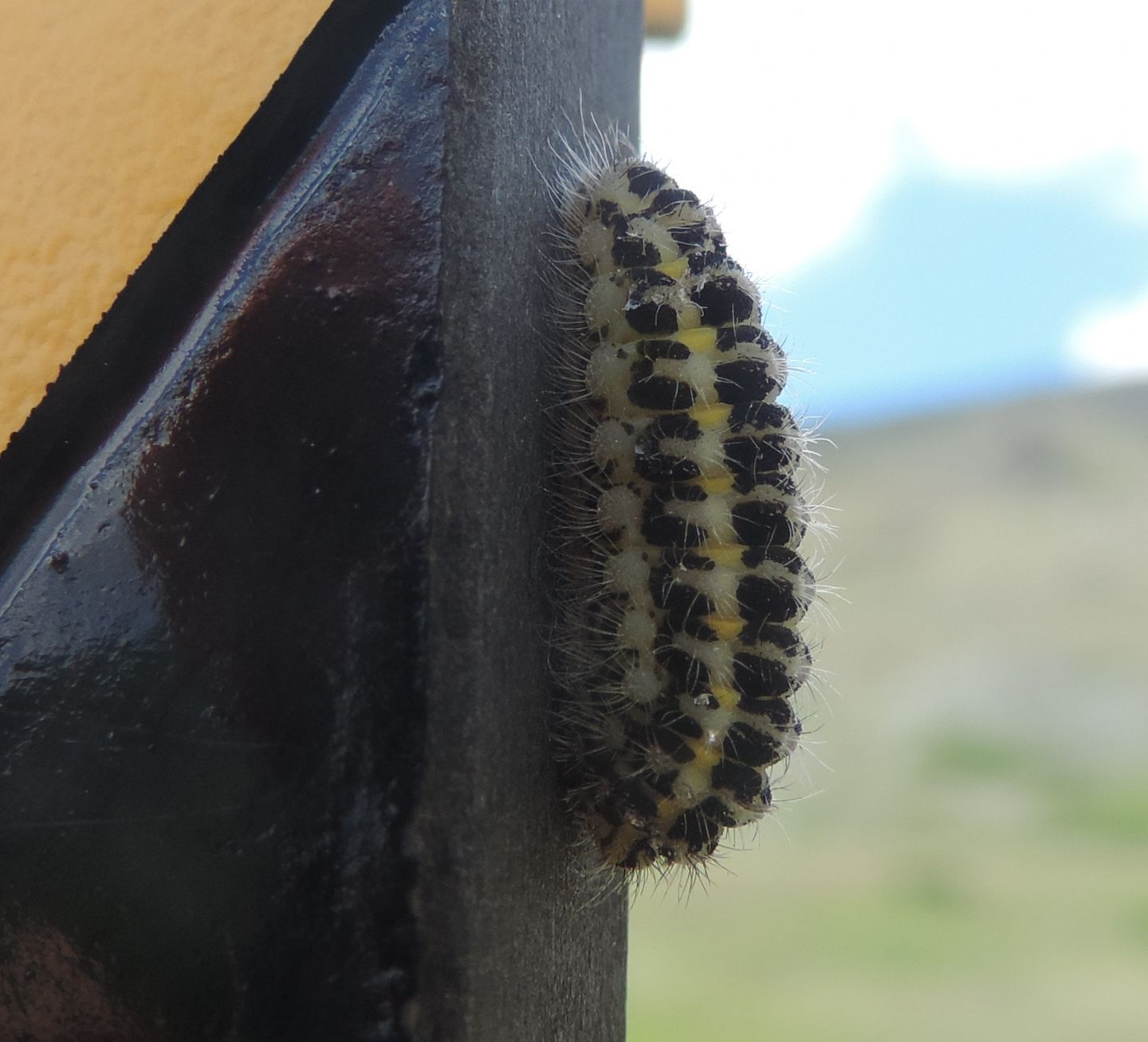 Bruco di Zygaena lonicerae? S