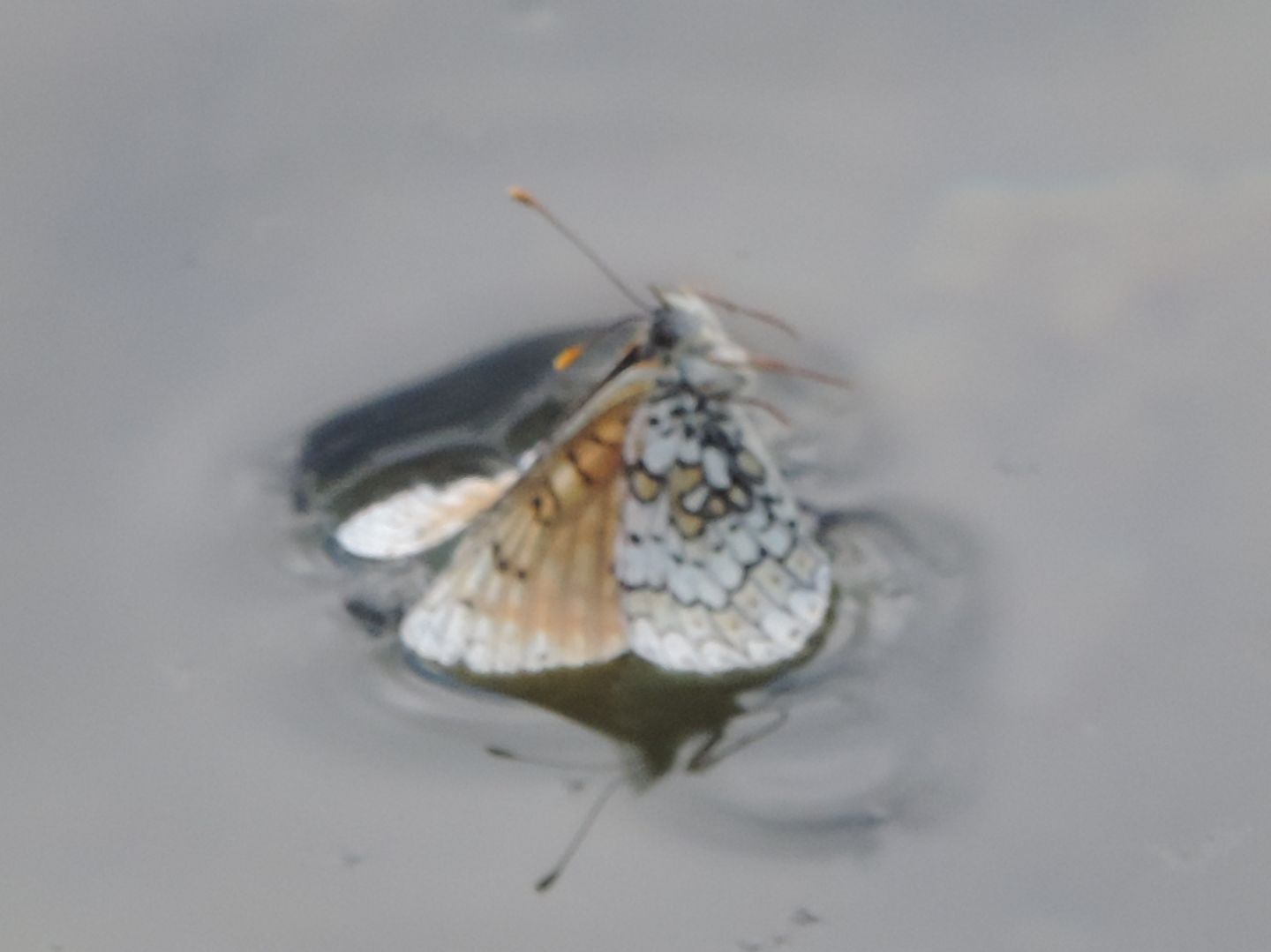 Melitaea cinxia