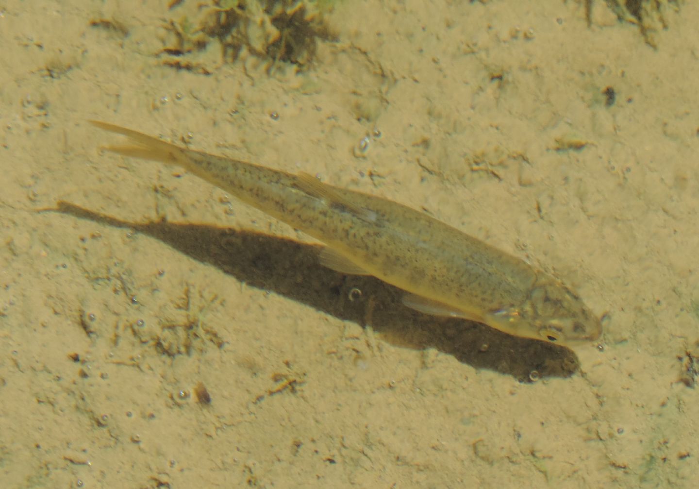 Lasca del Duero (Pseudochondrostoma duriense) ?   S