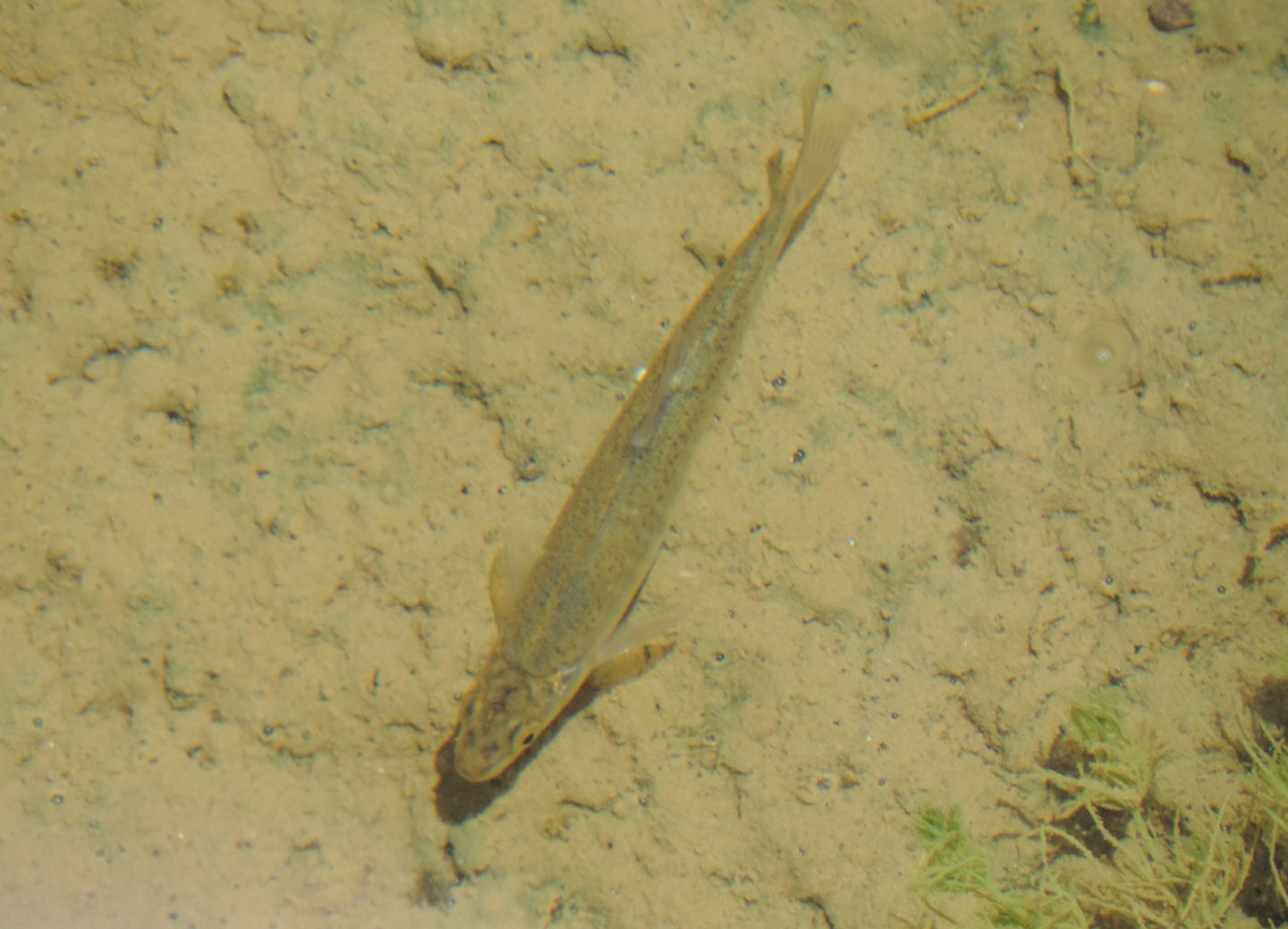 Lasca del Duero (Pseudochondrostoma duriense) ?   S