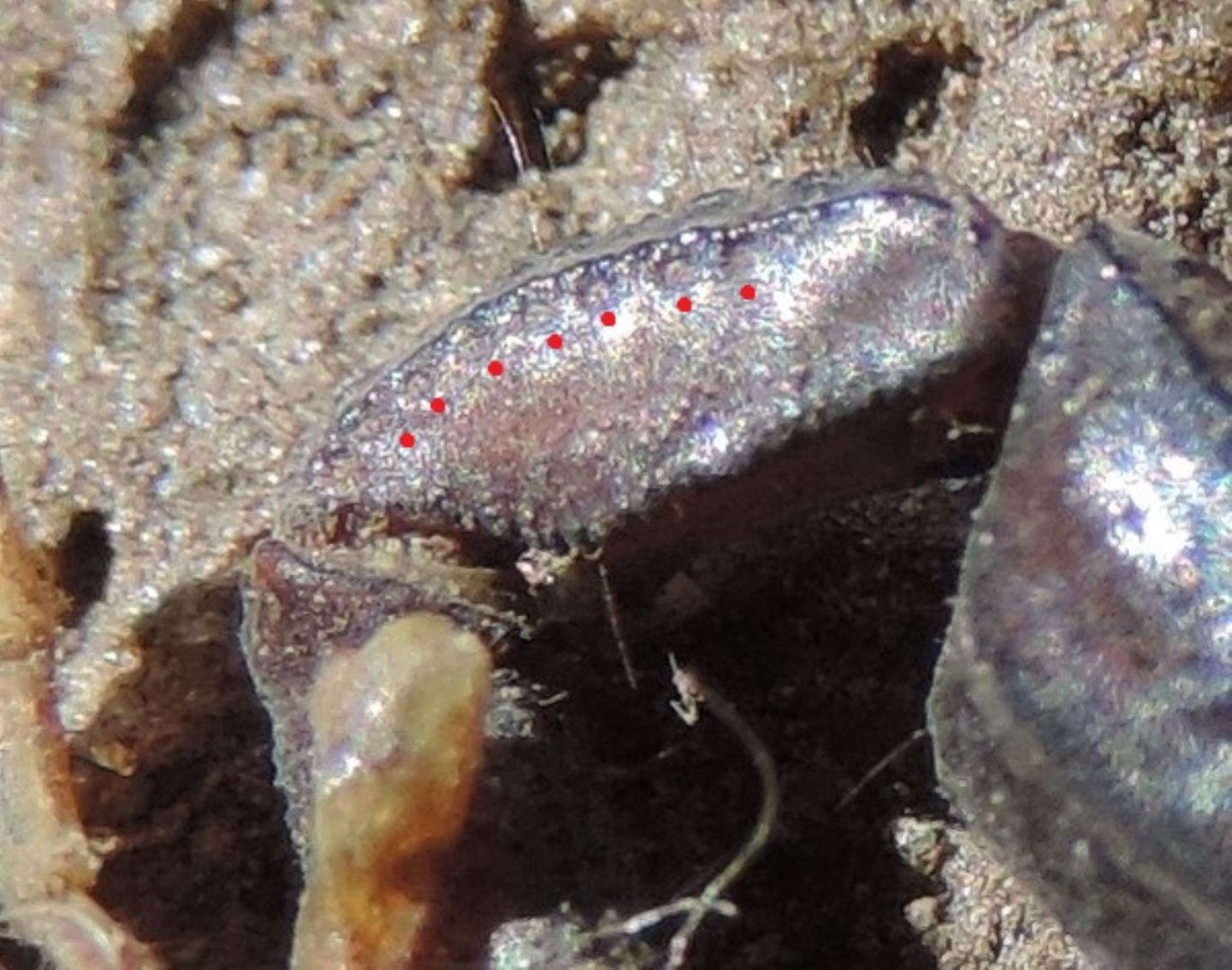 Euscorpius cf. concinnus da Forte di Exilles (TO)