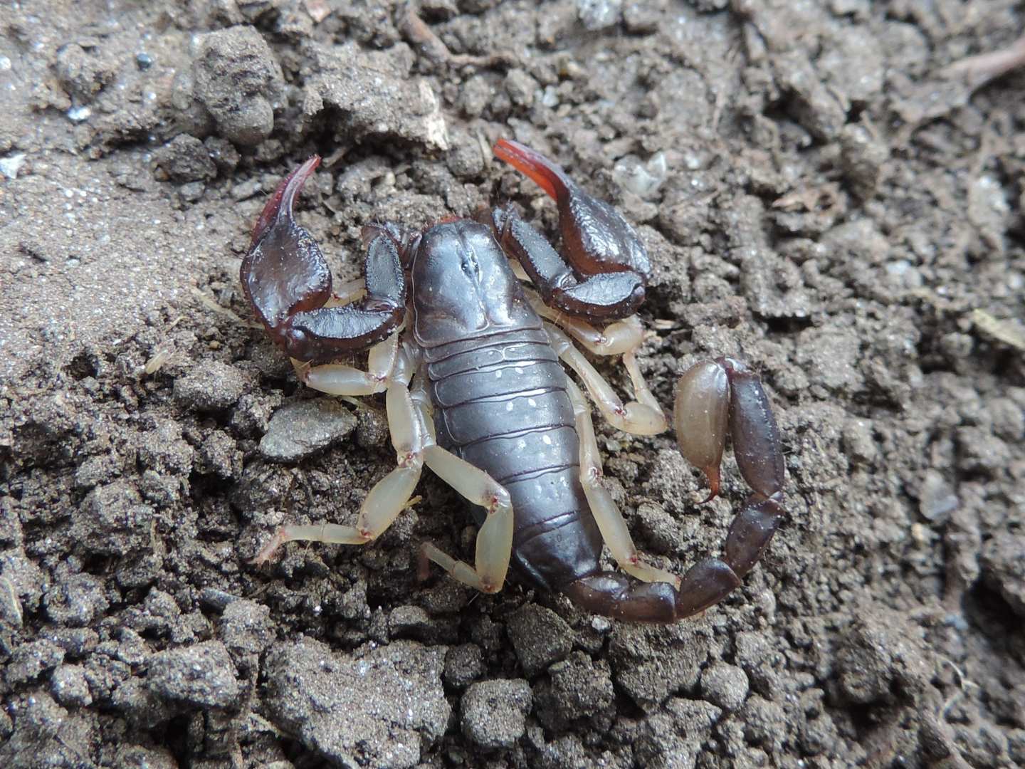 Euscorpius cf. concinnus da Salbertrand (TO)