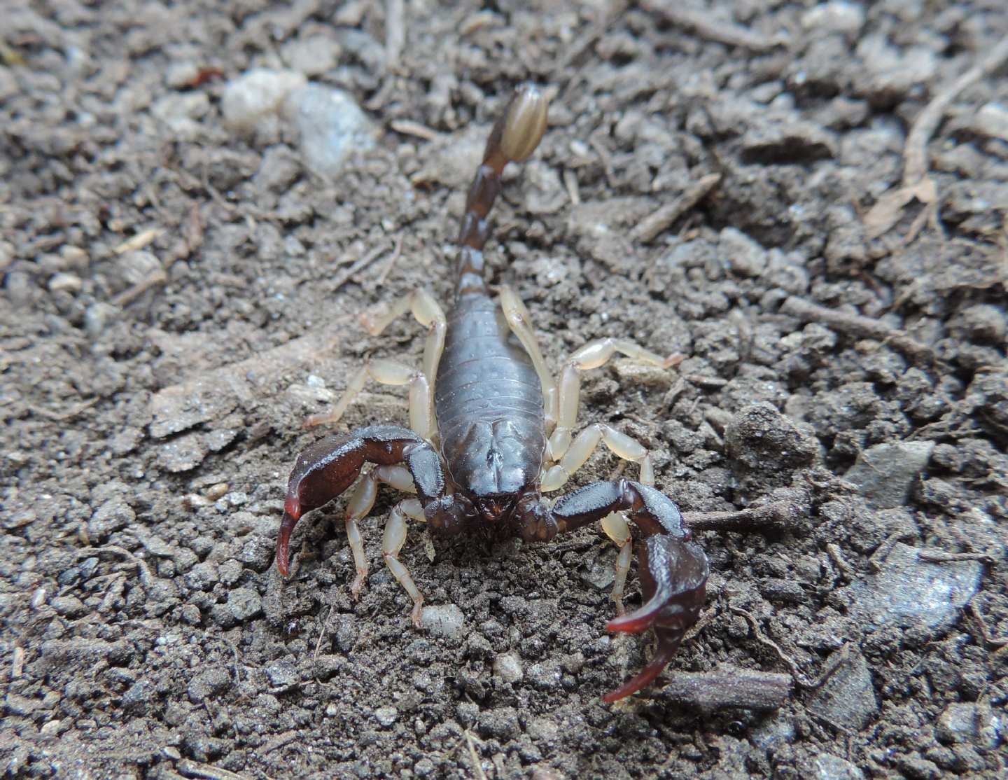 Euscorpius cf. concinnus da Salbertrand (TO)