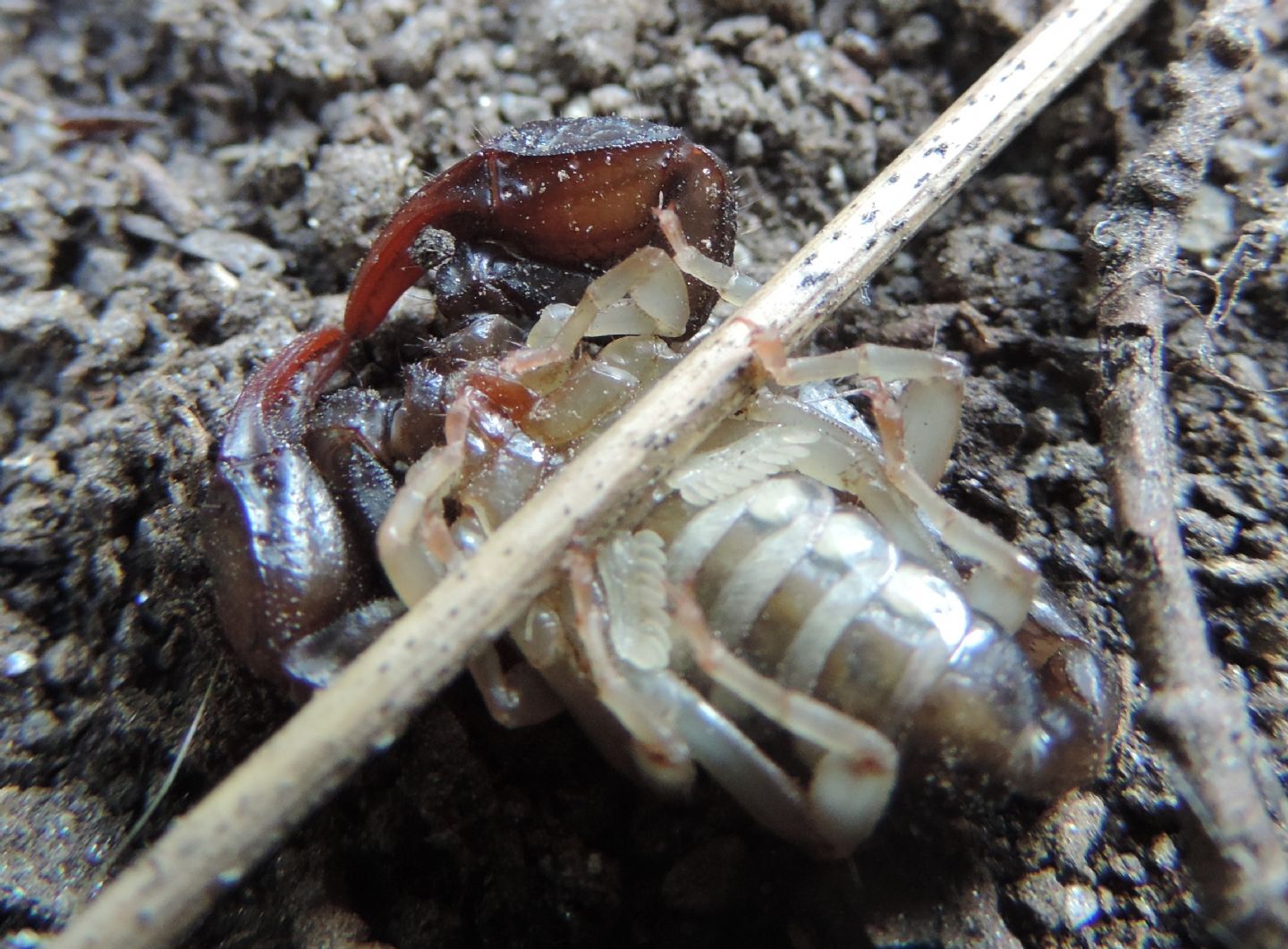 Euscorpius cf. concinnus da Salbertrand (TO)