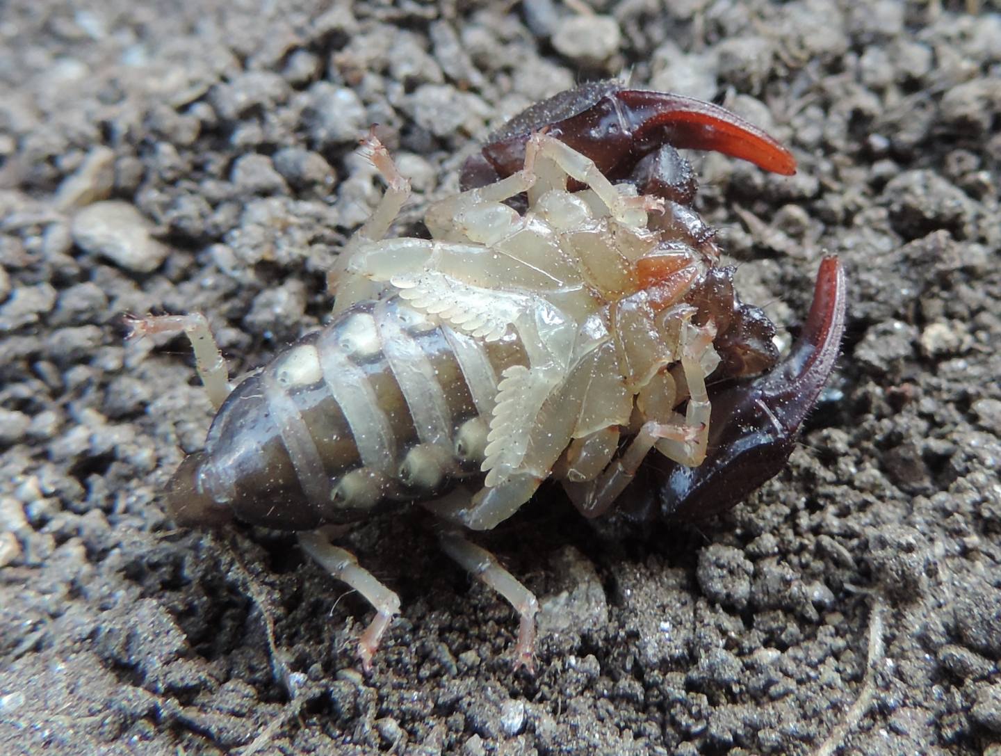 Euscorpius cf. concinnus da Salbertrand (TO)