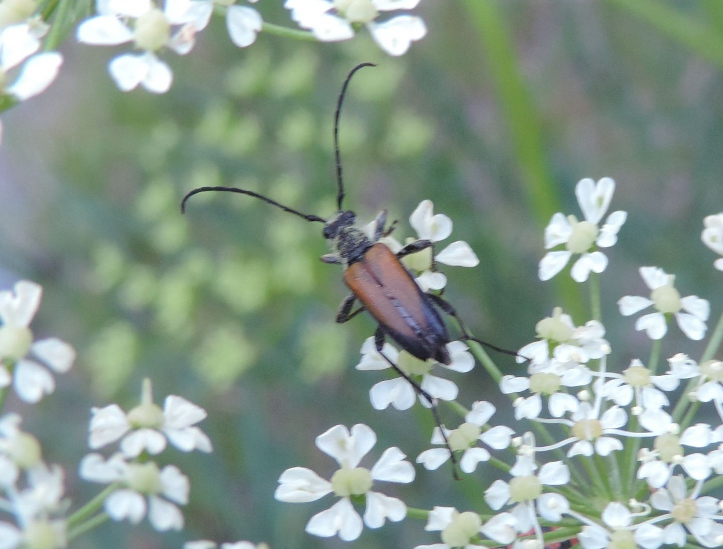 Cerambycidae: Anastrangalia sanguinolenta?  S !
